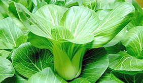 多吃绿叶蔬菜可能有助预防脂肪肝