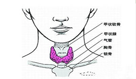 为什么甲状腺癌这个病会“重女轻男”？