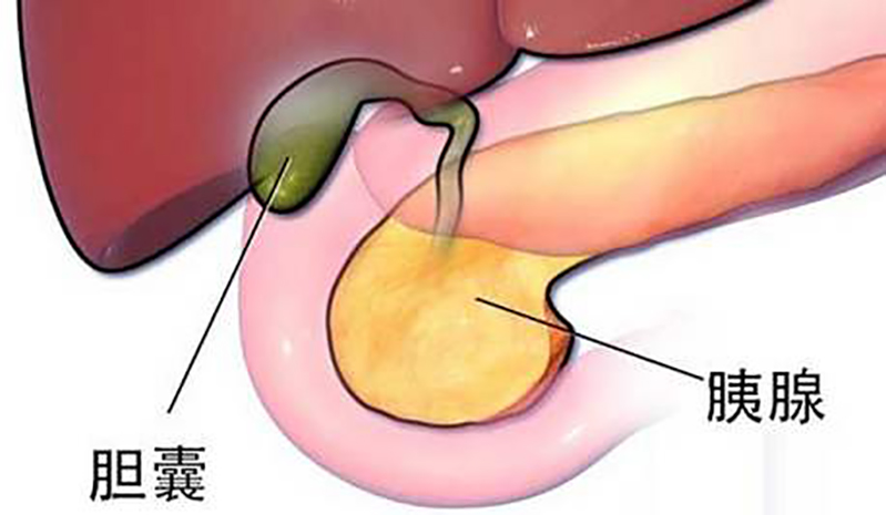 体检发现胆囊息肉怎么办？